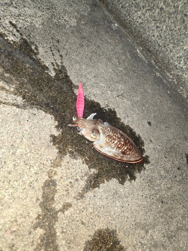 コウイカの釣果