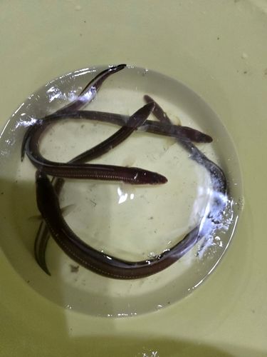 アナゴの釣果
