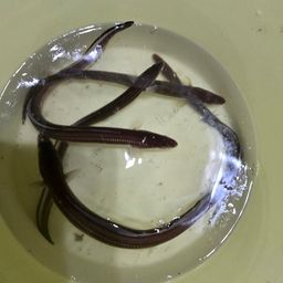 アナゴ