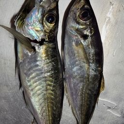 アジ