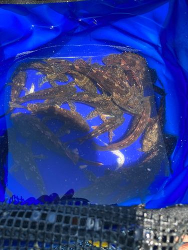 アラカブの釣果