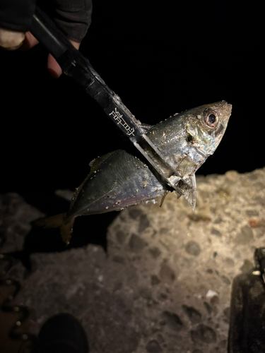 大阪府で釣れたメバルの釣り・釣果情報 - アングラーズ | 釣果
