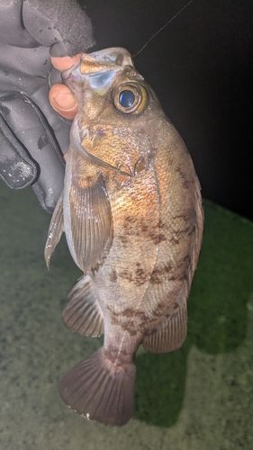メバルの釣果