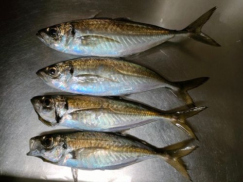 アジの釣果
