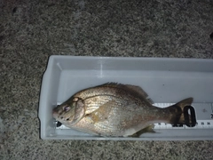 ウミタナゴの釣果