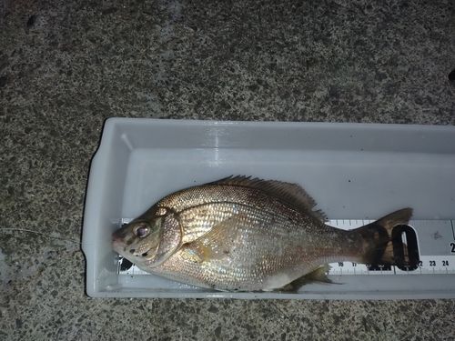 ウミタナゴの釣果