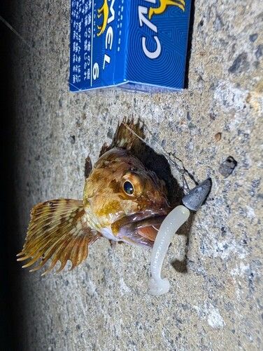 カサゴの釣果