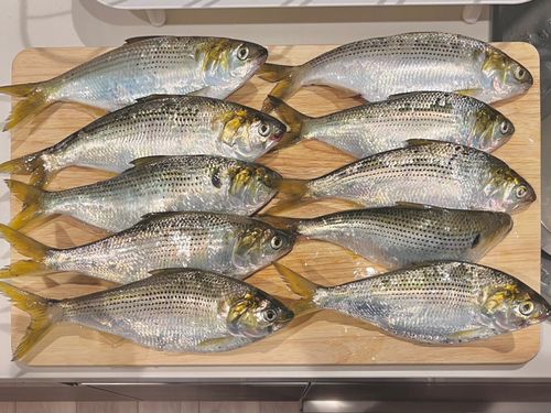 コノシロの釣果