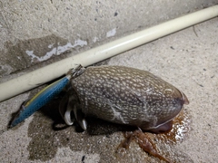 シリヤケイカの釣果