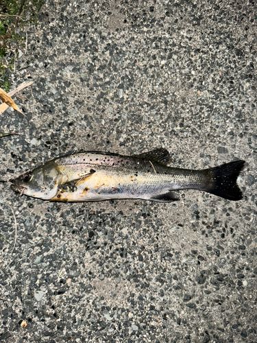 セイゴ（ヒラスズキ）の釣果