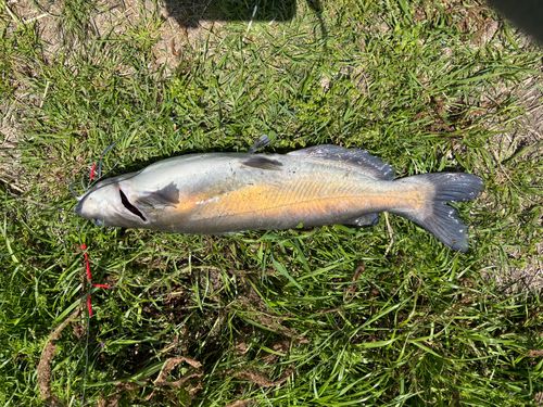 フッコ（ヒラスズキ）の釣果