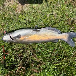 フッコ（ヒラスズキ）