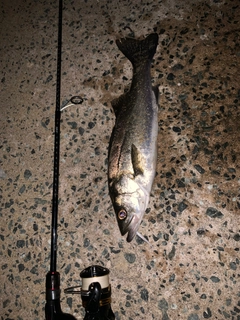 セイゴ(マルスズキ)の釣果