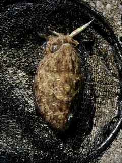 モンゴウイカの釣果