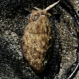 モンゴウイカ