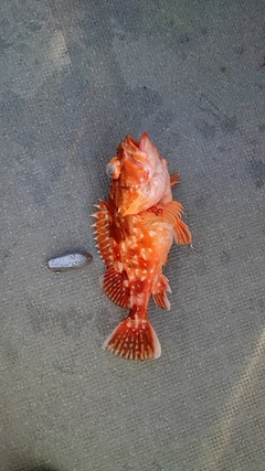 ウッカリカサゴの釣果