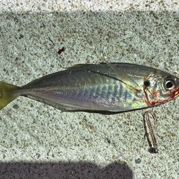 アジ