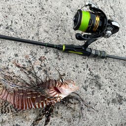 ハナミノカサゴ