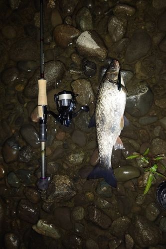 マルタウグイの釣果