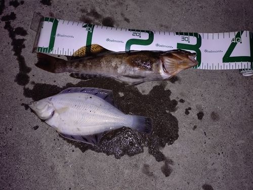 アブラコの釣果