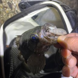 メバル
