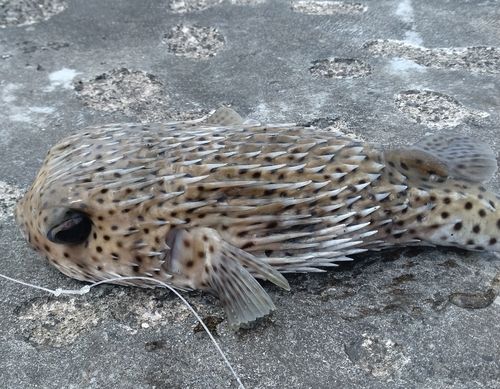 ハリセンボンの釣果