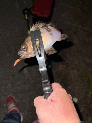 メバルの釣果