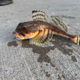 ツマグロカジカ