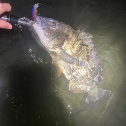 クロダイ
