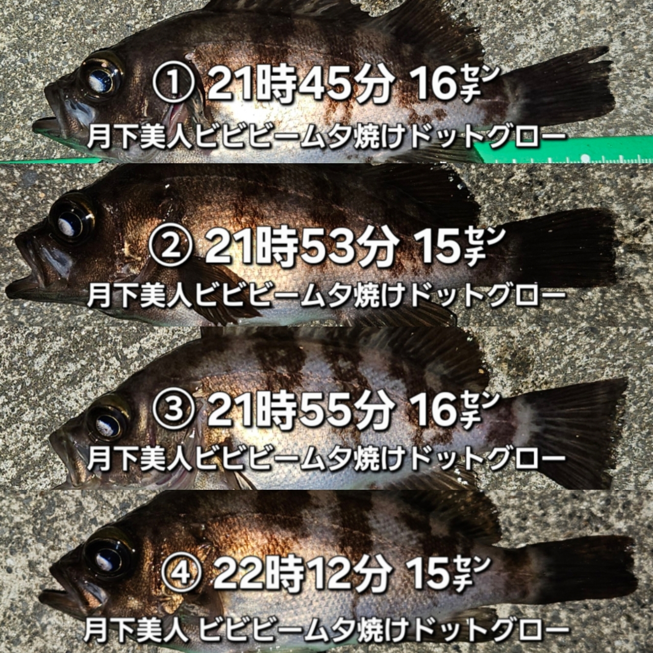 DAIWA 20月下美人 メバルモデル 76L-Tの最安値・インプレ・釣果 DAIWA 20月下美人 メバルモデル 76L-Tの最安値・インプレ・釣果