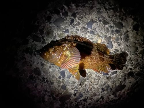 ムラソイの釣果