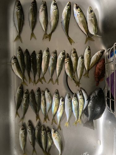アジの釣果