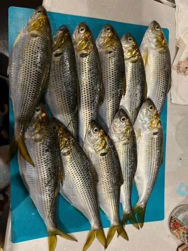 コノシロの釣果