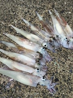 ヤリイカの釣果