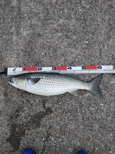 ボラの釣果