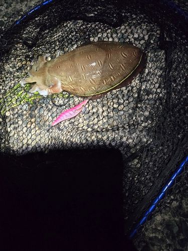 モンゴウイカの釣果