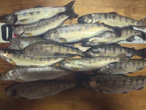 ヤマメの釣果