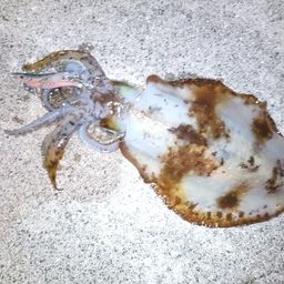 アオリイカ
