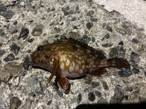 カサゴ