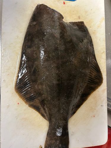 クロガシラガレイ