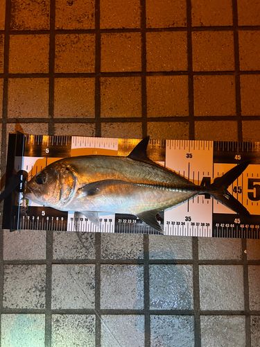 ギンガメアジの釣果