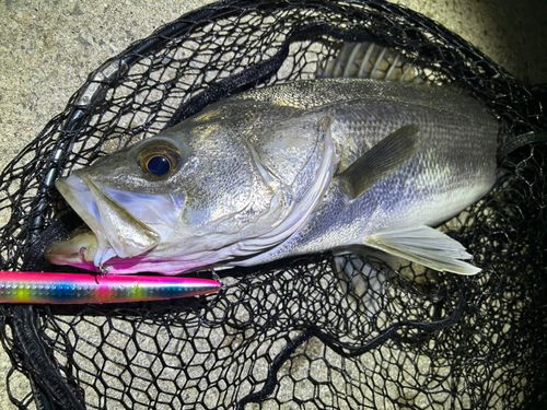マルスズキの釣果