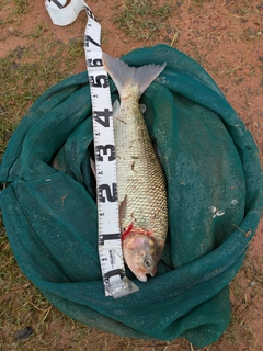 釣果