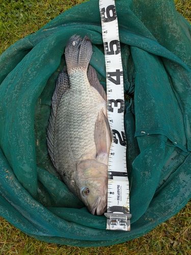 ティラピアの釣果