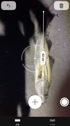 フッコ（ヒラスズキ）の釣果