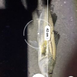 フッコ（ヒラスズキ）