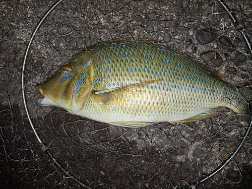 ハマフエフキの釣果