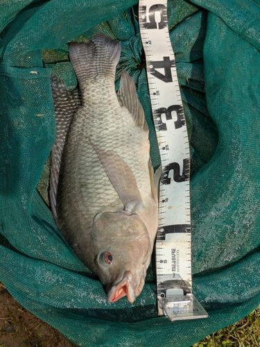 ティラピアの釣果