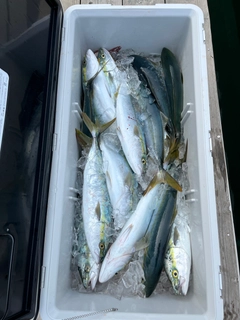 ハマチの釣果