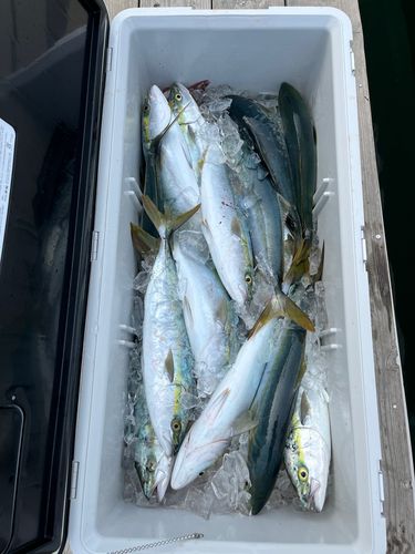 ハマチの釣果